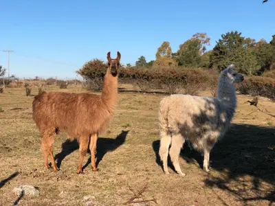 two llamas standing next to each other in a field at Niderost in Villa Berna