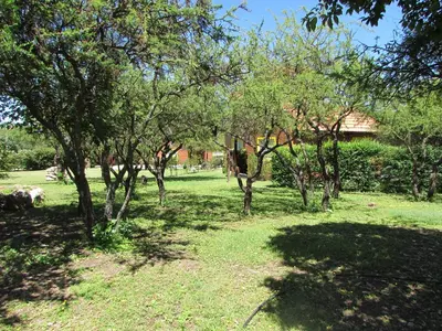 a group of trees in a field with grass at Cabañas El Maiten in Merlo