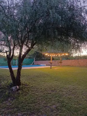 a tree in a park at night with lights at La Casa de Piedra in Villa Santa Cruz del Lago