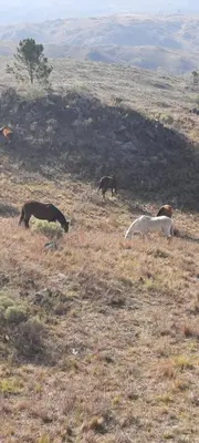 a group of horses grazing in a field at Mirada al Champaqui - Departamento de Montaña in Villa Yacanto