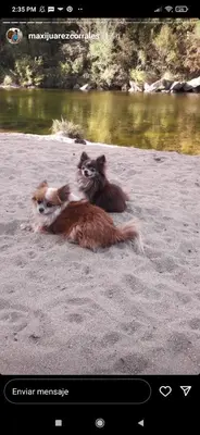 two dogs laying on the sand near a body of water at Casa de adobe Cuesta blanca in Cordoba