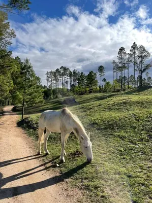 a white horse grazing on the side of a dirt road at Ayllupelli in Villa Berna