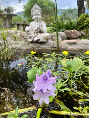 a statue sitting in a pond with a purple flower at Flor Silvestre in Carpintería