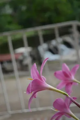 a purple flower in front of a fence at Hosteria Sans Souci in Tanti