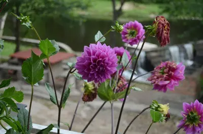 a bunch of purple flowers in a vase at Hosteria Sans Souci in Tanti
