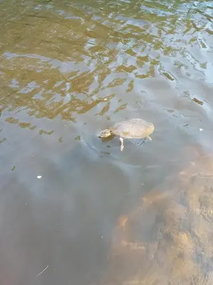 a turtle swimming in a body of water at La Tacuarita in Estancia Vieja