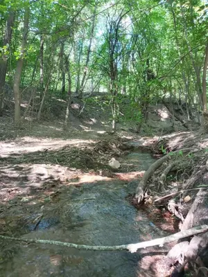 a stream in the woods with a rope across it at La Tacuarita in Estancia Vieja
