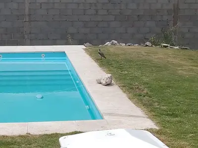 a bird standing next to a swimming pool at El espinillo in Villa Carlos Paz