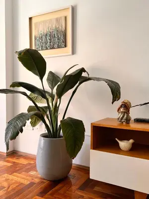 a plant in a pot sitting on a wooden floor at Apartamento en Colón y Cañada in Cordoba