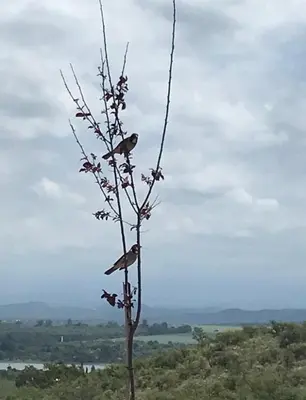 a couple of birds perched on top of a tree at Agave Serrano in Villa Rumipal