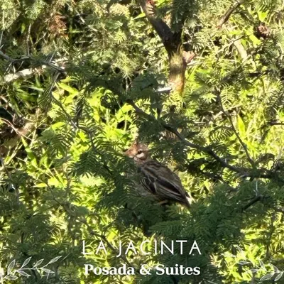 a bird sitting in the branches of a tree at La Jacinta posada suites in Santa Rosa de Calamuchita