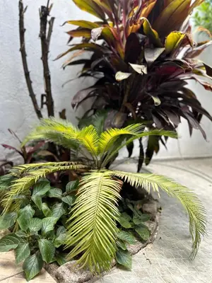 a group of plants in a pot on a table at Casa YO in Cordoba