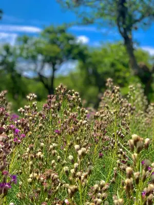 a field of flowers with trees in the background at Cabañas San Miguel in Cortaderas