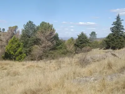 a field of tall grass with trees in the background at La Cabañita in Tanti