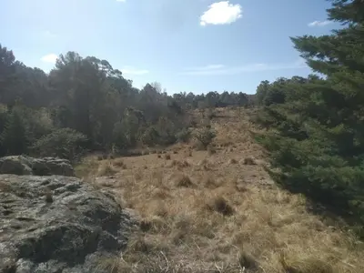 a field of dry grass with trees in the background at La Cabañita in Tanti
