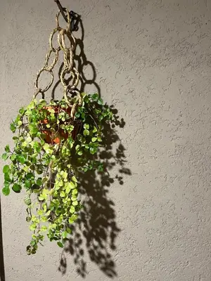 a potted plant is hanging from a chain at Casa Raíz 2 habitaciones para 4 personas frente al río in Santa Rosa de Calamuchita
