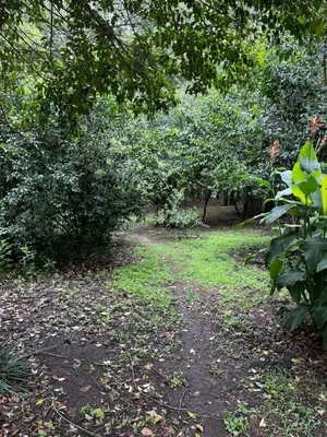 a dirt trail in a forest with trees and grass at Casa de verano Marcos Lopez in Villa Cura Brochero