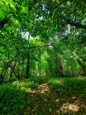 a path in a forest with green trees and leaves at Casa en Sierras de Córdoba, Villa la Bolsa. in La Bolsa