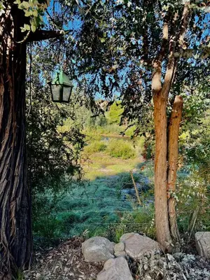 a painting of a tree with a light hanging from it at Hospedaje Frente al Rio Dos Soles in Santa Rosa de Calamuchita