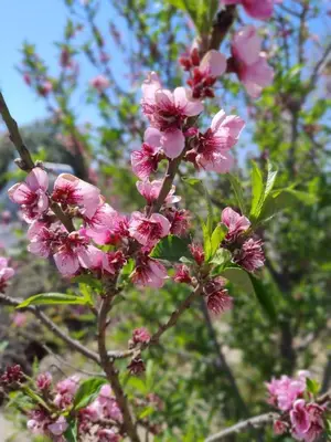 a bunch of pink flowers on a tree at AYRES SUITE in Villa Carlos Paz
