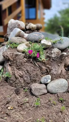 a rock garden with pink flowers on top of it at Sueño Serrano in Santa Rosa de Calamuchita