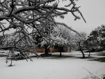 a tree covered in snow next to a house at Apart & Cabañas 