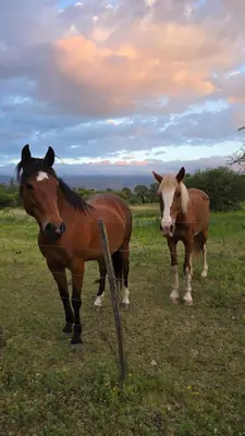 two horses standing in a field of grass at Hosteria Rural Piedra y Camino in Nono