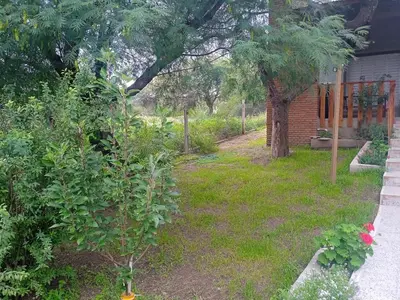 a yard with a tree and a house at Piquillin San Lorenzo in San Lorenzo