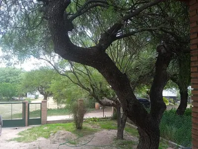 a tree in a park next to a fence at Piquillin San Lorenzo in San Lorenzo