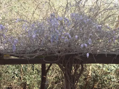 a tree with purple flowers on top of a bridge at Posada La Escondida in Villa General Belgrano