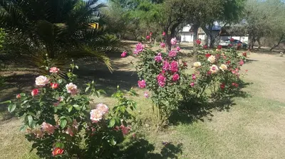 a bunch of flowers in a garden at White Field Houses and Spa in Villa de Las Rosas