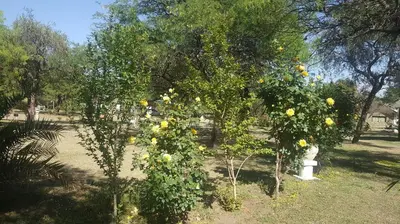 a couple of trees with yellow flowers in a park at White Field Houses and Spa in Villa de Las Rosas