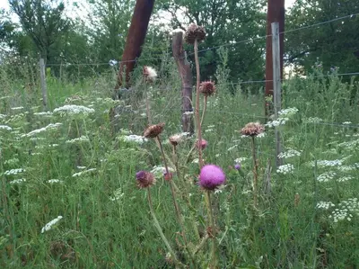 a field of weeds with flowers and a fence at Casa Cosmos, Apart para parejas in Las Rabonas
