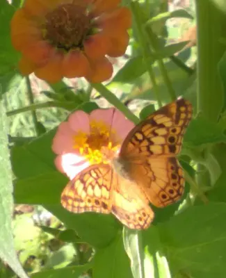two butterflies sitting on top of a flower at Casa Cosmos, Apart para parejas in Las Rabonas