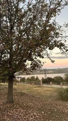 a tree in a field next to a body of water at Casa vista panorámica al lago in Cordoba