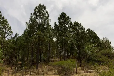 a group of trees on top of a hill at Alojamiento frente al Arroyo Cristal in Tanti
