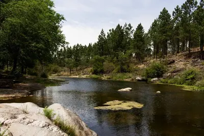 a river with rocks in the water and trees at Alojamiento frente al Arroyo Cristal in Tanti