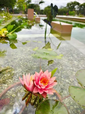a pink flower in a pool of water at Posta Calma inmerso en la naturaleza in San Agustín