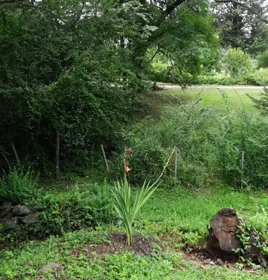 a plant in the middle of a field at La vertiente in Villa Yacanto