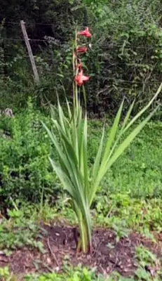 a plant with red flowers in a garden at La vertiente in Villa Yacanto