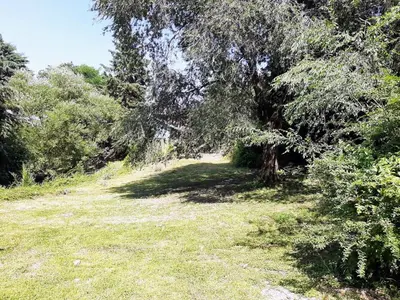 a grassy hill with a tree in a field at La vertiente in Villa Yacanto