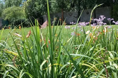 a field of tall grass with flowers in a yard at Comodidad y espacio para relax in Falda del Carmen