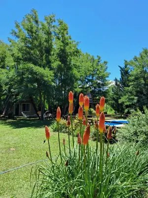 a group of orange flowers in a yard at Alpinas La Linda in Villa General Belgrano