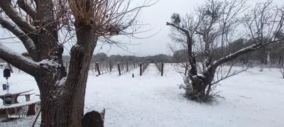 a snow covered field with two trees and a fence at Portezuelo de árboles in Panaholma