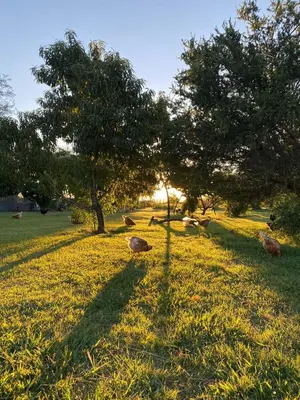 a group of animals laying in the grass under trees at Portezuelo de árboles in Panaholma