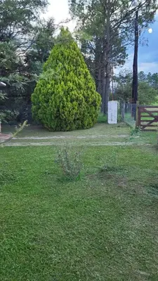 a large green bush in a field of grass at Casa en Potrero de Garay in Potrero de Garay