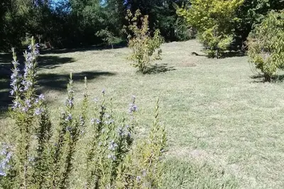a field with purple flowers in the grass at Casa amplia en las sierras de San Luis in San Francisco del Monte de Oro