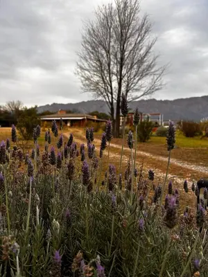 a field of purple flowers with a tree in the background at cabañas Villa de las rosas in Villa de Las Rosas