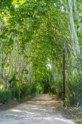 a path through a bamboo forest with a dirt road at Cabañas Ocho Soles in Las Rabonas