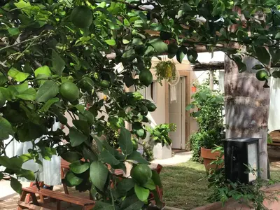 an orange tree in front of a house at FINCA URBANA departamentos in Alta Gracia